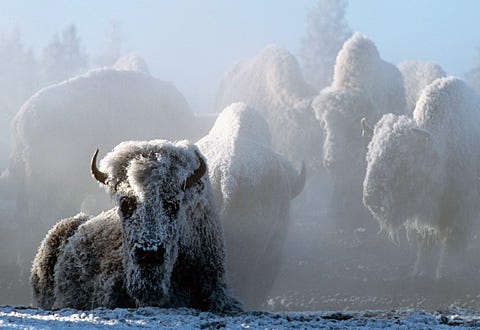 Nature "Christmas in Yellowstone" - Bison