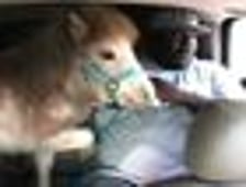 Rob & Big, Season 2 Episode 1 image