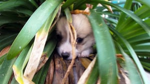 Too Cute!, Season 3 Episode 3 image