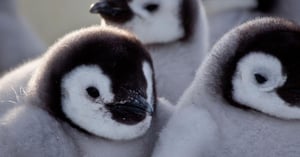 Nature, Season 33 Episode 2 image