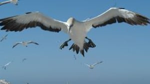 Africa's Deadliest, Season 1 Episode 2 image