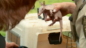 Lone Star Law, Season 6 Episode 9 image