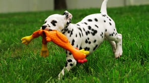 Too Cute!, Season 2 Episode 4 image