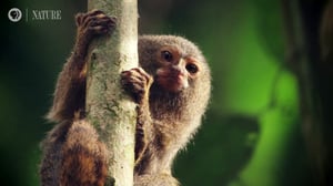 Nature, Season 38 Episode 3 image