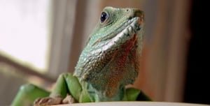 Nature, Season 21 Episode 11 image