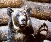 The Life and Times of Grizzly Adams, Season 2 Episode 6 image