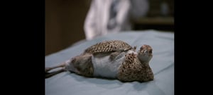 Northern Exposure, Season 3 Episode 8 image