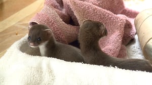 Hope in the Wild, Season 1 Episode 9 image