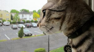 My Cat from Hell, Season 3 Episode 1 image