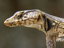 Extreme Africa, Season 1 Episode 1 image