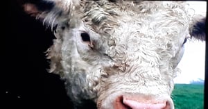 Minder, Season 2 Episode 4 image