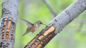 Wild Alaska, Season 1 Episode 2 image