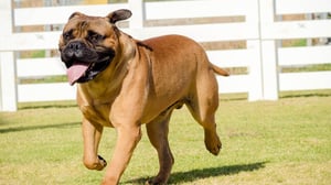 Breed All About It, Season 3 Episode 12 image