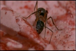 BeastMaster, Season 2 Episode 11 image