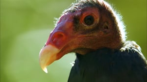 Earth Odyssey with Dylan Dreyer, Season 2 Episode 29 image