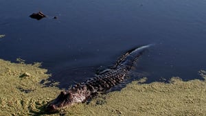 Swamp People, Season 3 Episode 1 image
