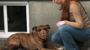 Dog Whisperer with Cesar Millan, Season 4 Episode 19 image