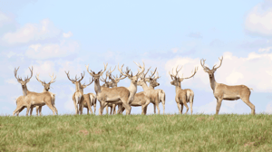 Secrets of the Zoo, Season 3 Episode 6 image