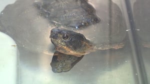 Hope in the Wild, Season 1 Episode 4 image