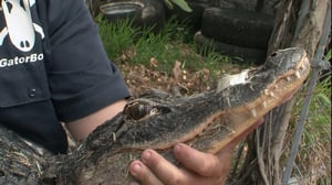 Gator Boys, Season 1 Episode 1 image