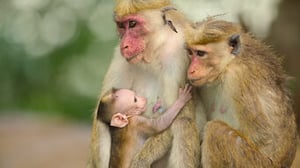 Wild Babies, Season 1 Episode 6 image