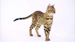 Cats 101, Season 3 Episode 3 image