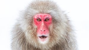 Frozen Planet II, Season 1 Episode 3 image