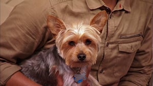 It's Me or the Dog, Season 2 Episode 7 image