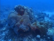 National Geographic Specials, Season 1994 Episode 3 image