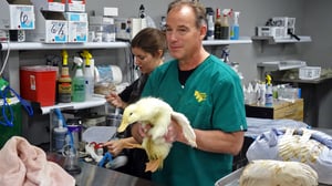 Dr. Jeff: Rocky Mountain Vet, Season 2 Episode 12 image