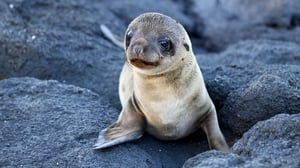 The Crocodile Hunter, Season 3 Episode 11 image