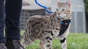 My Cat from Hell, Season 8 Episode 1 image