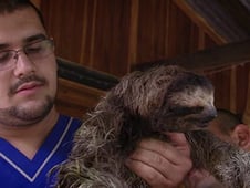 Meet the Sloths, Season 1 Episode 6 image