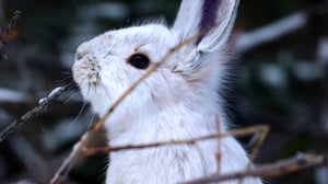 The Americas, Season 1 Episode 5 image