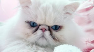 My Cat from Hell, Season 7 Episode 3 image