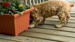 Funniest Pets & People, Season 6 Episode 12 image