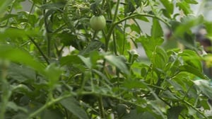 Doomsday Preppers, Season 2 Episode 11 image