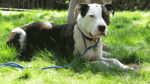 Dog Whisperer with Cesar Millan, Season 6 Episode 9 image