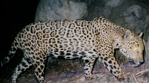 Monsterquest, Season 1 Episode 7 image