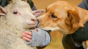 The Wizard of Paws, Season 5 Episode 4 image