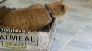 Funniest Pets & People, Season 7 Episode 9 image