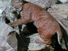 Wild America, Season 7 Episode 6 image