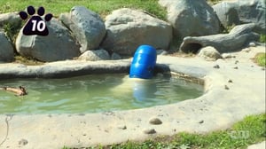 Totally Funny Animals, Season 1 Episode 5 image