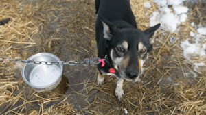 Life Below Zero, Season 12 Episode 3 image