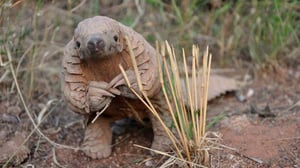 Nature, Season 36 Episode 16 image