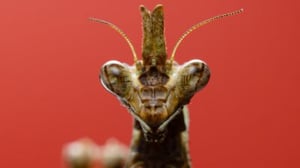 A Real Bug's Life, Season 1 Episode 4 image