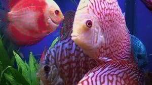 Tanked, Season 5 Episode 2 image