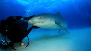 Nature's Strangest Mysteries: Solved, Season 1 Episode 13 image