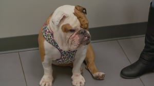 The Vet Life, Season 4 Episode 7 image