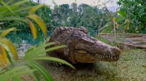 Lolong, Season 1 Episode 47 image